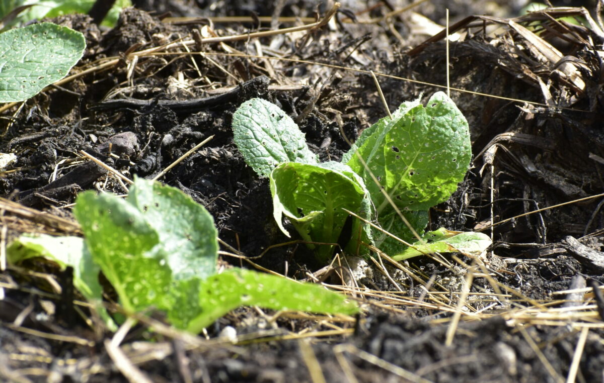 pousse de légumes dans la terre